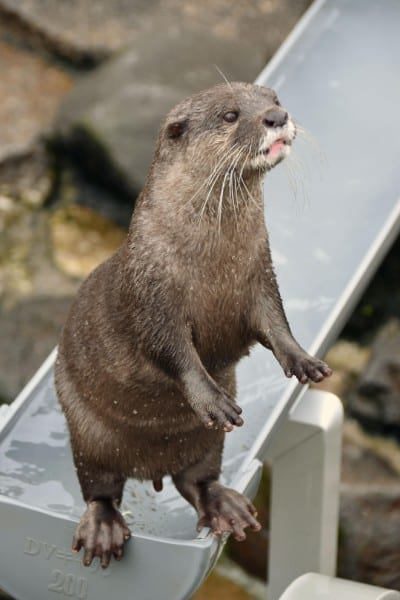 カワウソの密輸がシノギに（共同通信社）