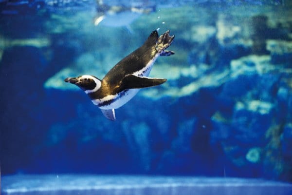 マゼランペンギン 泳ぎの極意とは？