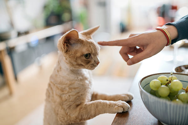 猫はメリットを与えながらほめよう（Ph:Getty Images）