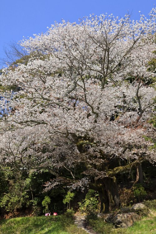 幡枝八幡宮付近にある巨大な桜(撮影/辻村耕司)