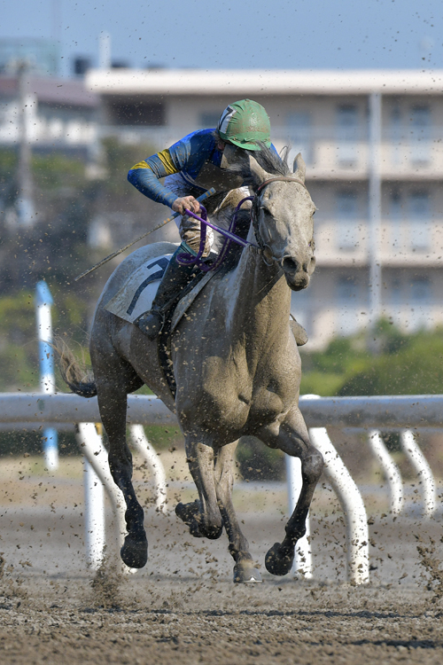 船橋競馬場を走るメイプルキュート号