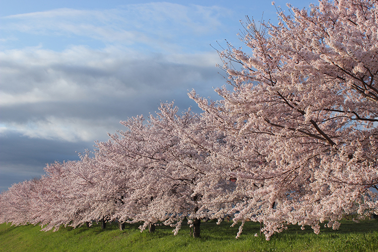 天神川沿いには100本以上もの桜が咲き誇る（写真／PIXTA）