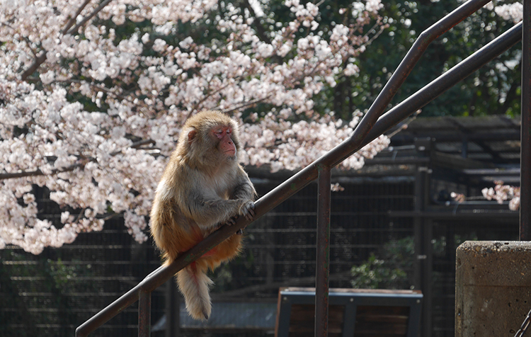 園内には約140本の桜が咲く