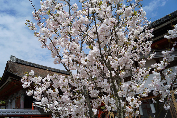 神社のシンボル「地主桜」