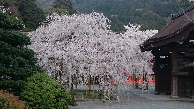 しだれ桜は樹齢150年