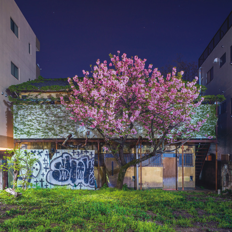 東京・中野の「野良桜」