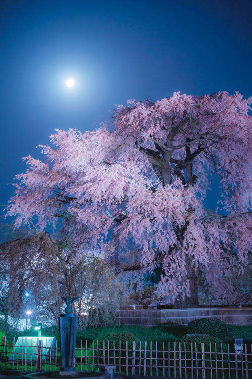 円山公園の祇園夜桜