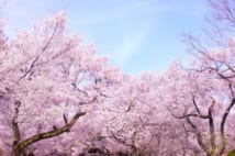 韓国が桜の原産地にこだわる理由とは?
