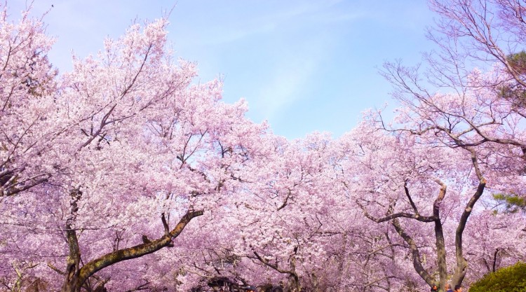 韓国が桜の原産地にこだわる理由とは？