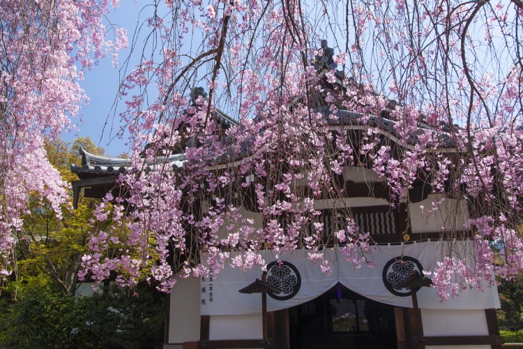 紅しだれ桜が本堂を覆うように咲き乱れる(撮影/中田昭)