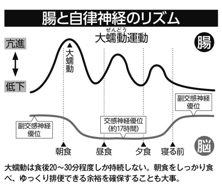 腸と自律神経のリズム