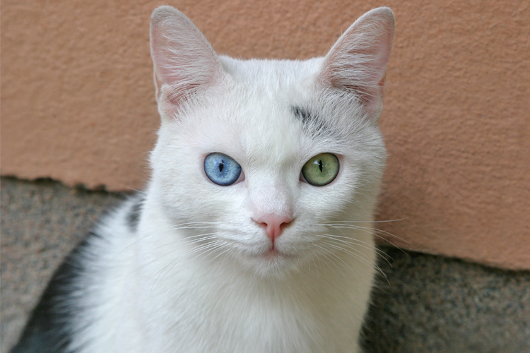 左右の目の色が違う オッドアイ の猫は普通以上に健康管理を Newsポストセブン