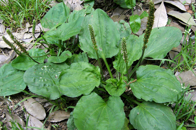 天然の生薬といわれる野草の力とは？