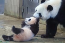 この年の6月、上野動物園でシャンシャンが誕生した（時事通信社）