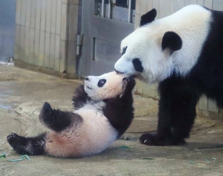 この年の6月、上野動物園でシャンシャンが誕生した（時事通信社）