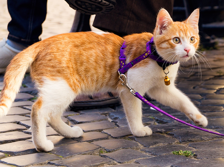 犬のようにリードを用いて散歩させるのは難しいという（Ph:Getty Images）