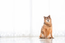 可愛らしい柴犬はどんな病気に注意?