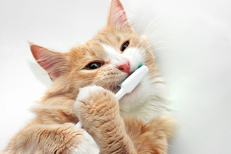 猫は虫歯になりにくいが歯周病には注意を そのケア方法 Newsポストセブン