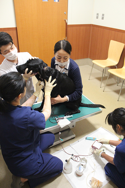 日本動物高度医療センターでは、献血ドナー登録をすると、年2回の定期採血が行われる（写真提供／日本動物高度医療センター）