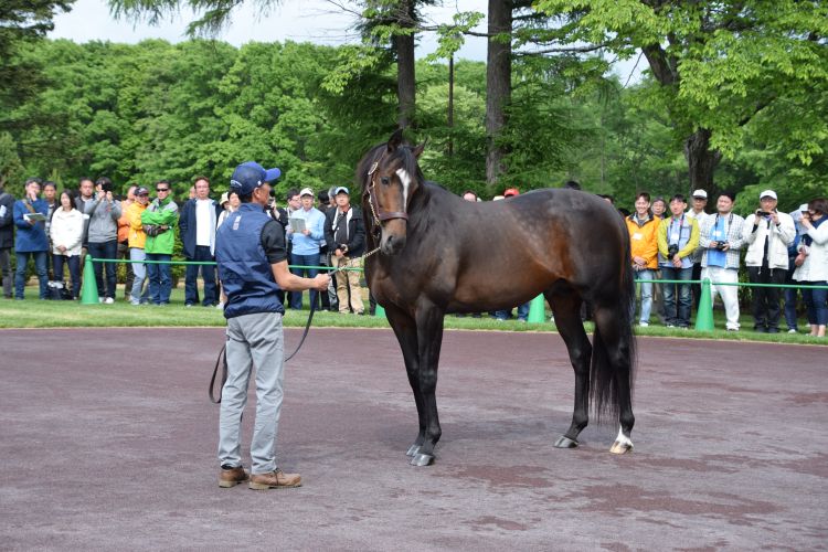 サンデーサイレンスの優秀な孫たちを母に持つ2歳新馬に注目 Newsポストセブン