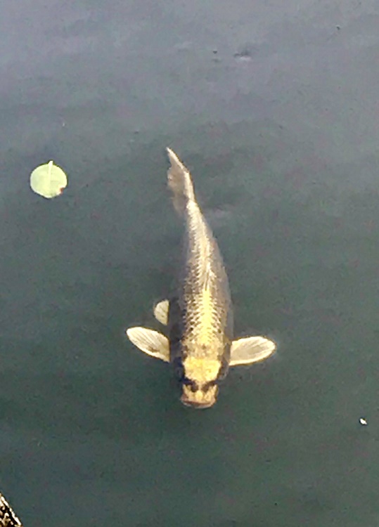 今年4月に善宝寺で目撃された「平成最後（？）の人面魚」