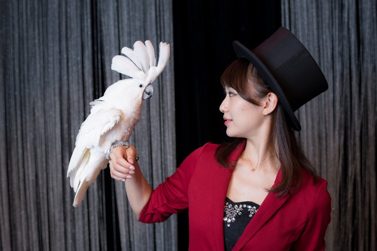 動物が登場するものも