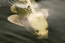 「令和の人面魚」平成と同じ鶴岡市内で目撃される