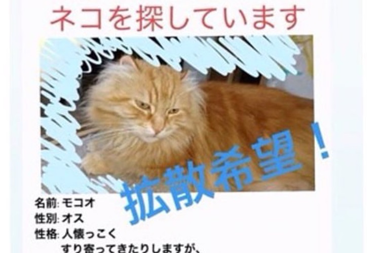 愛猫の連れ去り被害が相次いだ