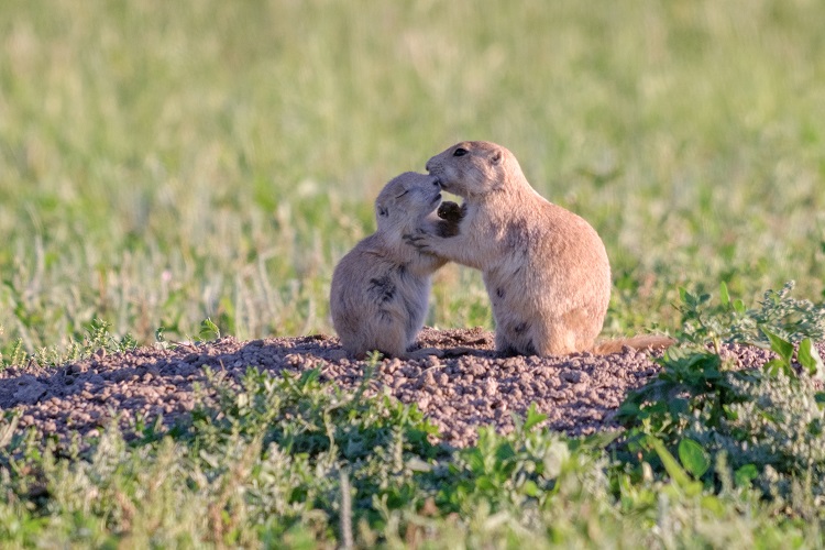 動物キス 写真週刊誌の隠し撮りテクで撮られている Newsポストセブン