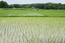 冷夏で米不足の懸念、SNS時代の「令和の米騒動」で何が起こるか