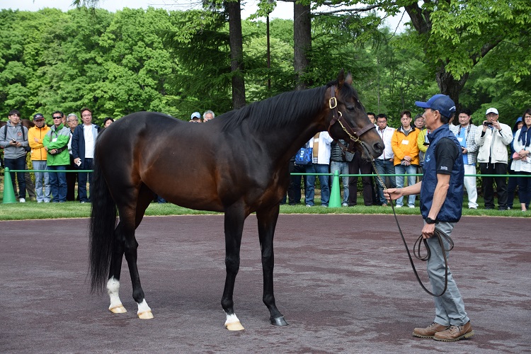 種牡馬としても抜群の実績を残すディープインパクト