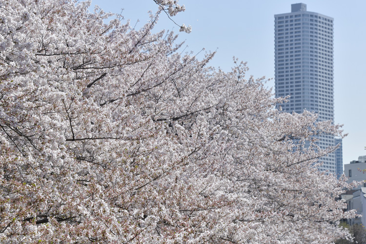 韓国によれば「ソメイヨシノも韓国発祥」とのことだが…（写真／時事通信フォト）