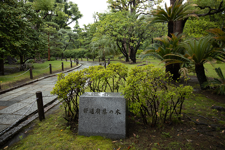 全国の銘木が一堂に！