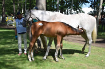 ホエールキャプチャとオルフェーヴルの間に生まれた牝馬は4600万円で落札された