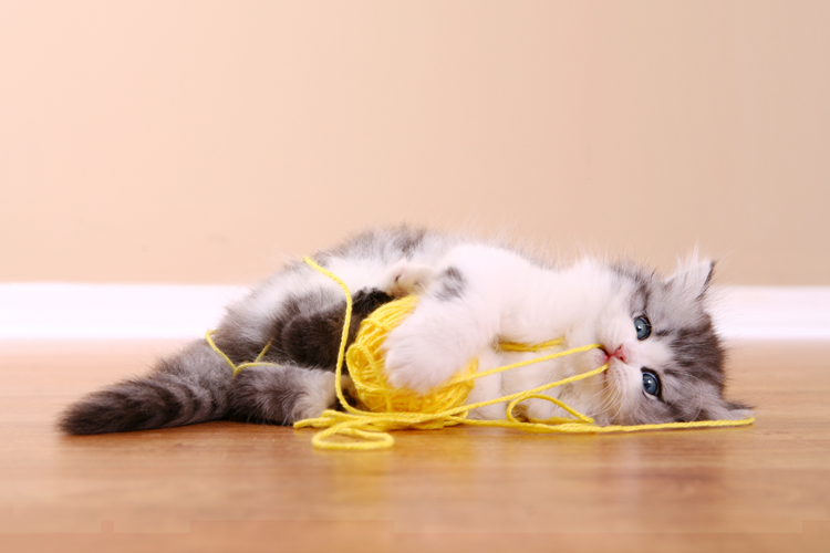 遊びながら毛糸やひもをのみ込まないように注意を（Ph:Getty Images）