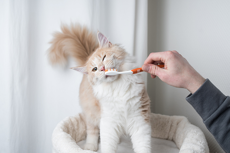 歯磨きは、口内炎の予防に効果的（Ph:Getty Images）