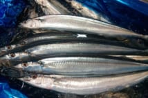 やはり秋には「脂ののったサンマ」が食べたい