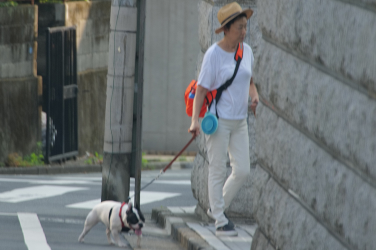 安藤優子アナの愛犬散歩姿 暑すぎて5分で帰宅 Newsポストセブン