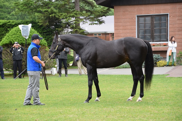 早くも産駒が重賞を制覇したキズナ