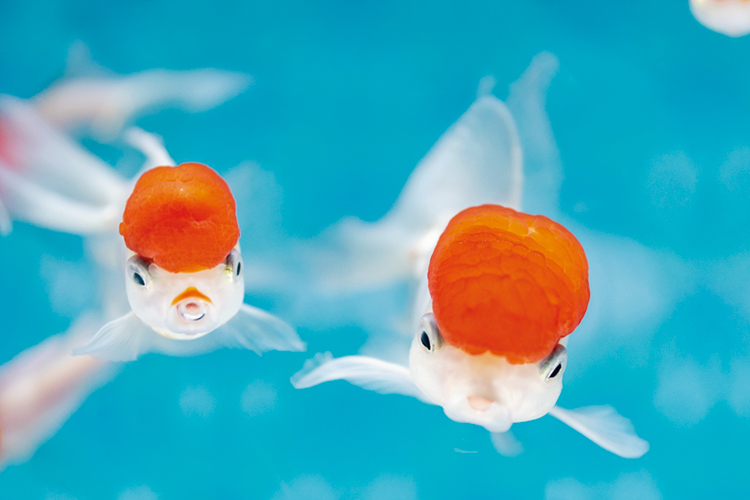 東京・すみだ水族館で楽しめる色とりどりの金魚たち