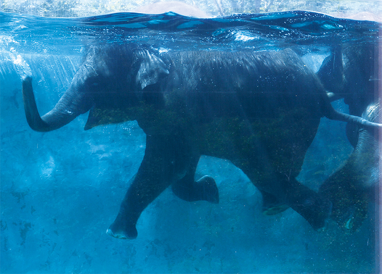 巨大なゾウがダイナミックに泳ぐ姿を間近で！