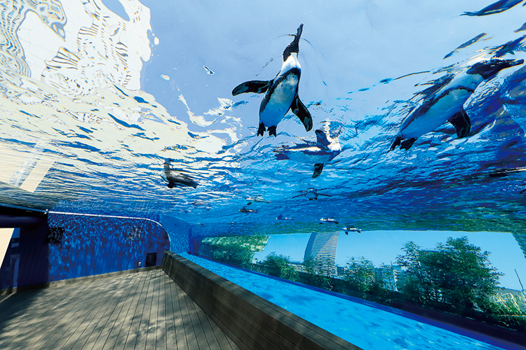 都会のビルが見える空をペンギンが飛ぶ!