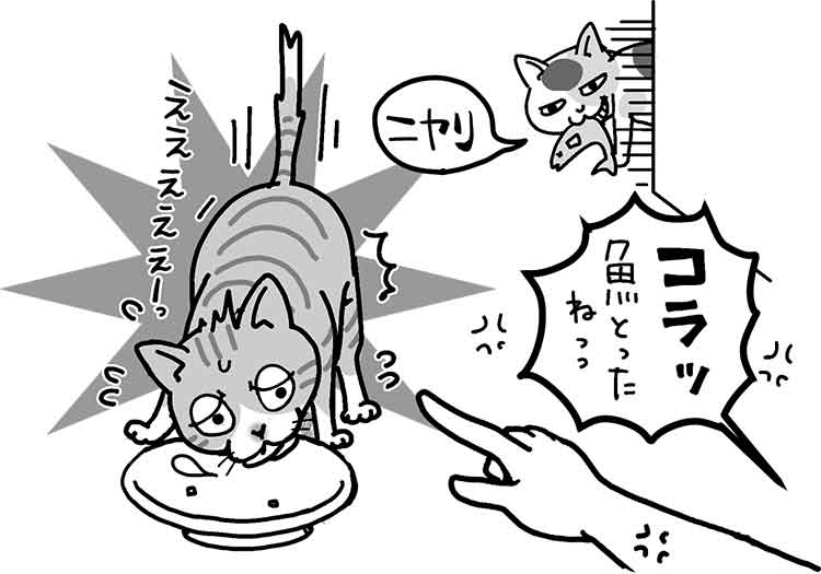 猫に小判 だけではない猫に関することわざ 240語超存在 Newsポストセブン