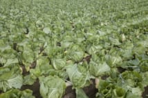 茨城県八千代町は白菜の大産地として知られる(時事通信フォト)