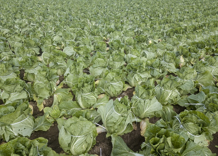 茨城県八千代町は白菜の大産地として知られる（時事通信フォト）