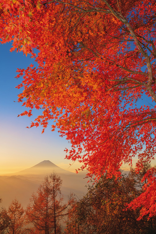 2018年11月2日　山梨県・南アルプス市　南アルプスICから車で約30分の櫛形山林道展望台近くにて撮影。