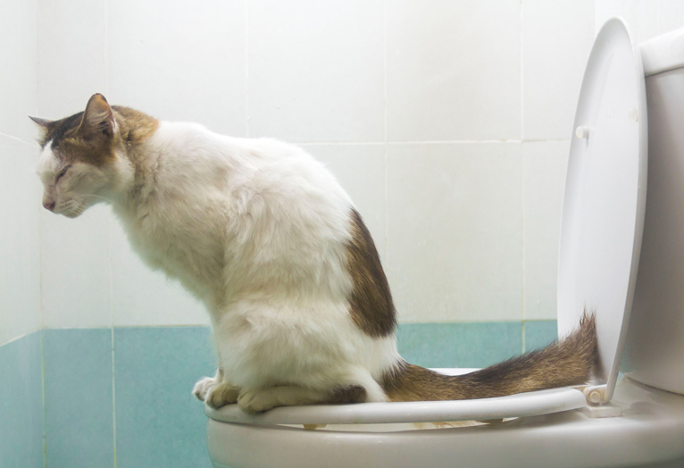猫の便秘 うんちが腸に詰まると発症する恐ろしい病気も Newsポストセブン