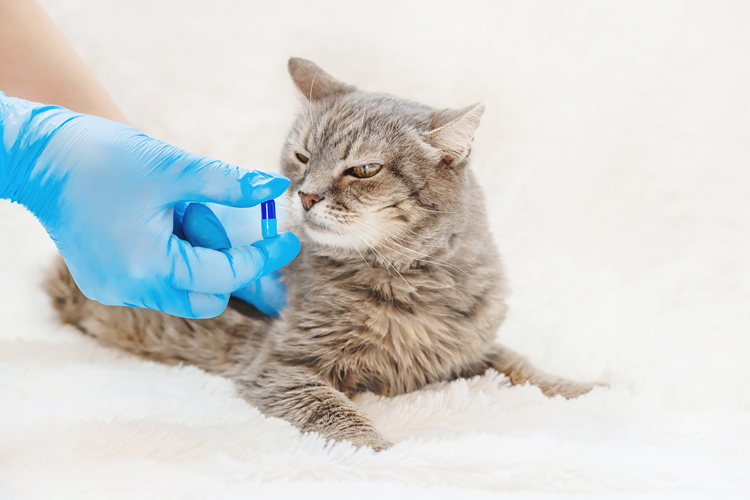 味覚が鋭い猫は、薬の味を嫌ってのむのを拒否することも多い（Ph:Getty Images）
