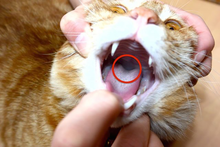 薬が舌に触れると吐き出すことが多いので、錠剤はなるべく奥に入れる（写真提供／Tokyo Cat Specialists）