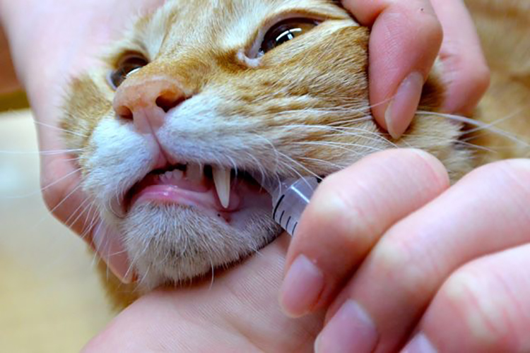 粉薬・薬液は犬歯の後ろから。スポイトを犬歯の後ろに入れ、焦らずゆっくり流し込む（写真提供／Tokyo Cat Specialists）